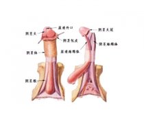 尖锐湿疣难道针对治不好吗